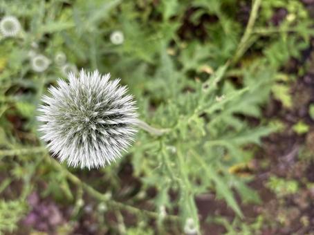 ルリタマアザミ(つぼみ) 01 ルリタマアザミ(つぼみ) 01 ルリタマアザミ,瑠璃玉薊,花の写真素材