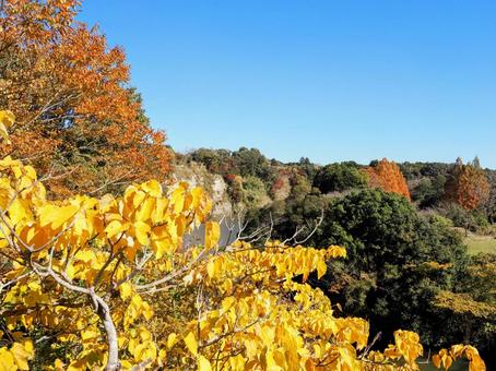 秋の亀山湖・色づく湖岸の木々（君津市） 秋,亀山湖,色づくの写真素材