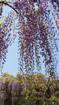 rattan, floral, outdoors, of a plant, JPG