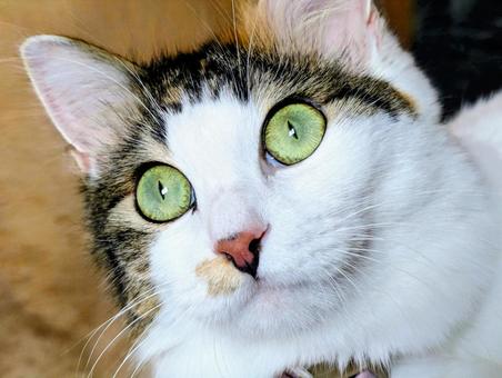 驚いた三毛猫 ネコ,ねこ,哺乳類の写真素材