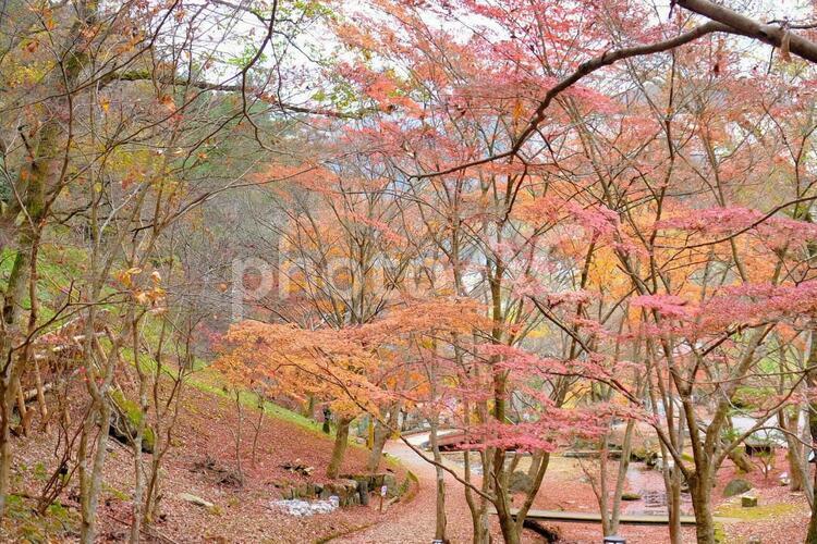 たつの市新宮町東山公園　残紅葉 紅葉,季節,モミジの写真素材