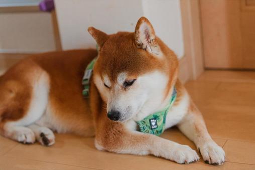 まったりくつろいで眠くなった柴犬 まったりくつろいで眠くなった柴犬の写真