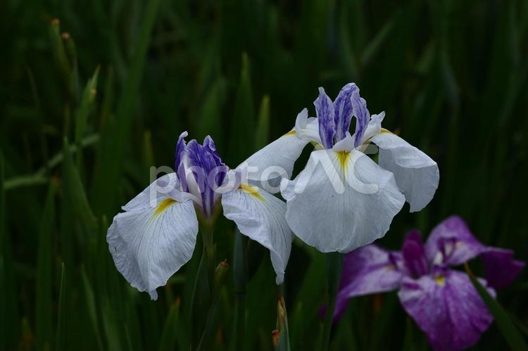 凛として優雅に咲く 花菖蒲,花,アヤメ科の植物の写真素材
