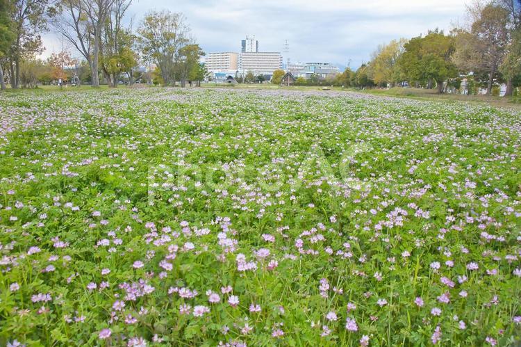 たくさんの花 草,風景,背景の写真素材
