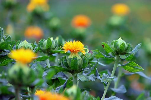 Photo, safflower hata, safflower, red, 