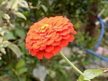 【花の写真】 ヒャクニチソウ(百日草) 【花の写真】 ヒャクニチソウ(百日草)の写真