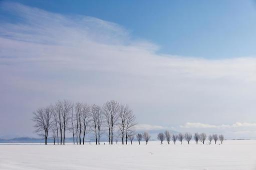 青と白の世界、雪原に際立つ並木の構成美 青空,木立,雪原の写真素材