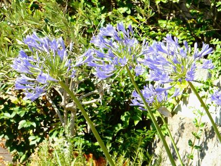 Photo, agapanthus, purple clam, blue, 