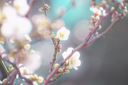 梅の美しさを。の写真