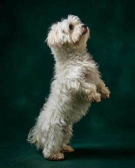 美しい立ち姿のハバニーズ犬 美しい立ち姿のハバニーズ犬の写真