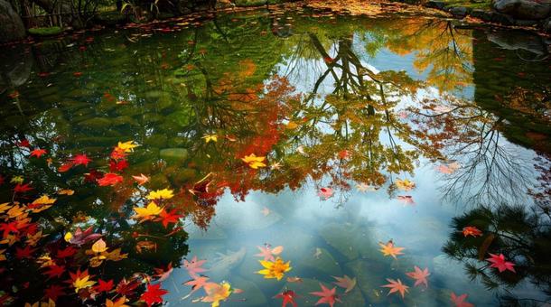 日本庭園の池の水面に映る紅葉 日本庭園の池の水面に映る紅葉の写真