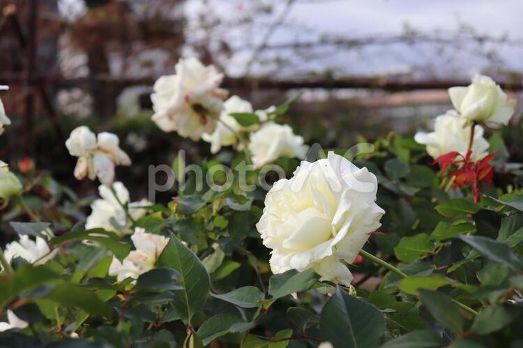 アメリカの白バラ、ホワイト・マスターピース 薔薇,ホワイト・マスターピース,植物の写真素材