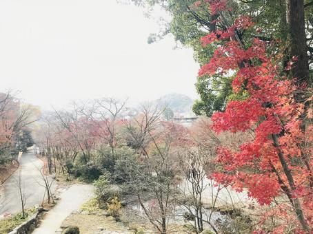 紅葉 紅葉 もみじ,紅葉,風景の写真素材