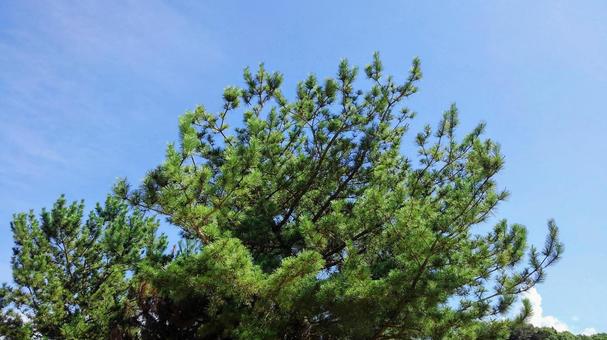 緑と青空-06 緑と青空-06の写真