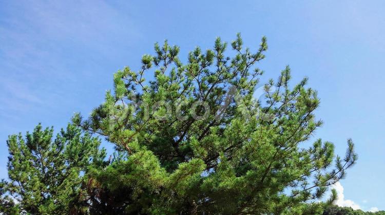 緑と青空-06 木,素材,壁紙の写真素材