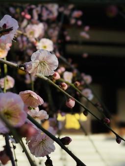 お寺に咲いた淡いピンクの枝垂れ梅 お寺に咲いた淡いピンクの枝垂れ梅 ウメ,花弁,はなびらの写真素材
