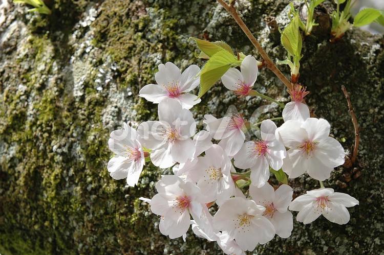 ＜春のイメージ＞桜 桜,花,開花の写真素材
