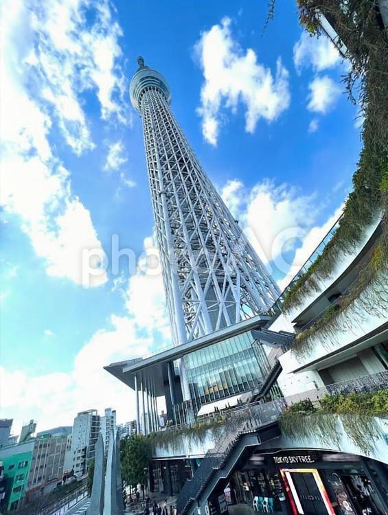 東京スカイツリーを見上げる 青空,東京,東京スカイツリーの写真素材