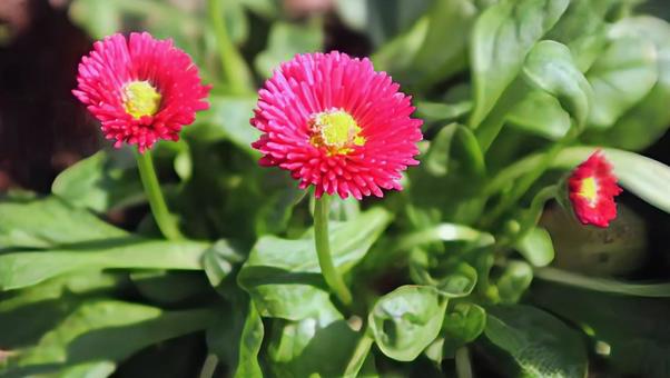 長命菊 デージー,花,flowerの写真素材