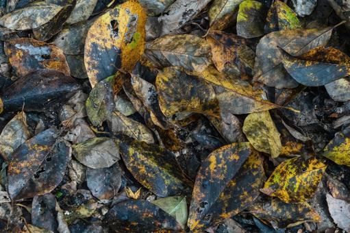 積もった落葉　 落葉,葉っぱ,秋の写真素材