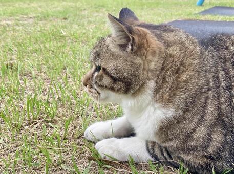 座る野良猫の横顔のクローズアップ 猫,横顔,座るの写真素材