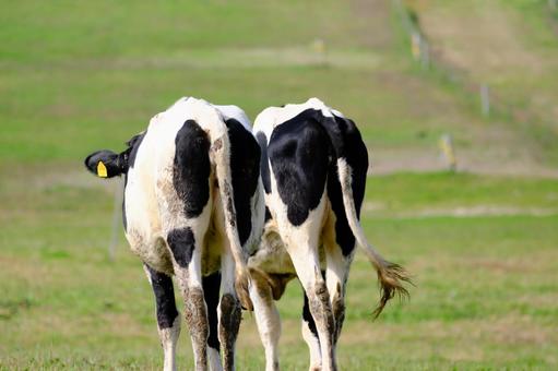 牛の後ろ姿 牛,牧場,放牧の写真素材