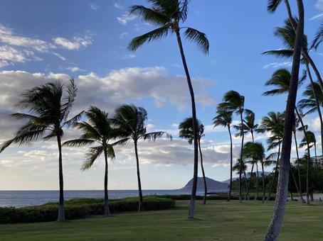 ハワイの海の景色Ｂ ハワイ,ヤシの木,コオリナの写真素材