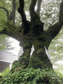 開運の御神木の写真
