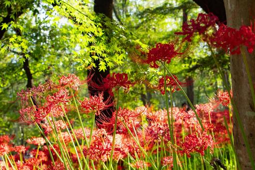曼殊沙華_2 曼殊沙華_2 秋,曼殊沙華,彼岸花の写真素材