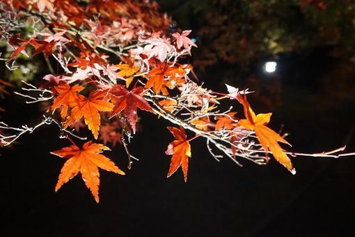 紅葉 紅葉の写真
