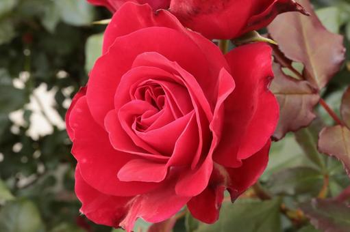 バラ園に咲く赤い薔薇を撮影した写真 バラ園に咲く赤い薔薇を撮影した写真の写真
