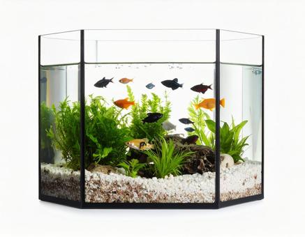 熱帯魚 熱帯魚の写真