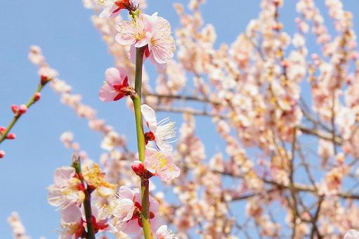 淡いピンク色の梅の花 淡いピンク色の梅の花の写真