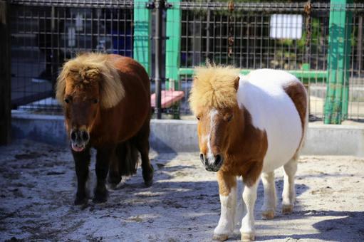 函館公園の人気のあるポニー 函館公園の人気のあるポニーの写真