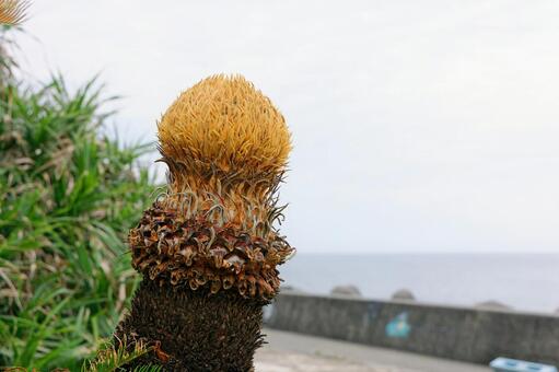 ソテツ（雌花） ソテツ,蘇鉄,植物の写真素材