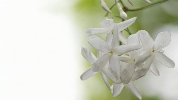 ジャスミン-107 ジャスミン,ハゴロモジャスミン,白の写真素材