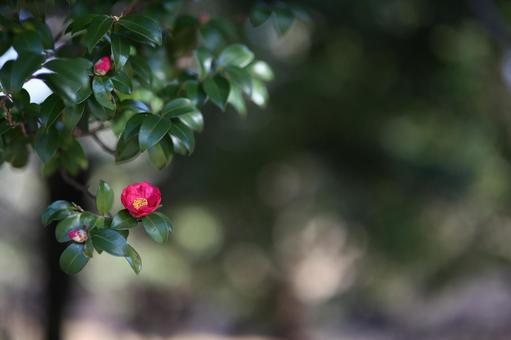 目覚めたばかりのサザンカ サザンカ,冬,コピースペースの写真素材