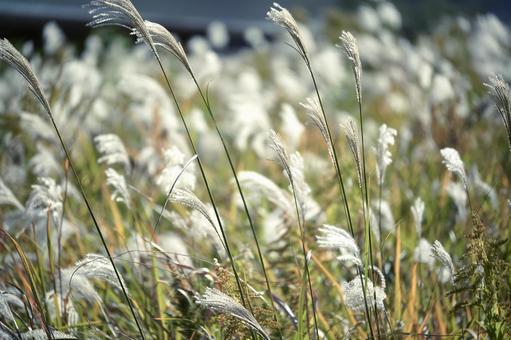 明るい日差しに輝くススキの穂 ススキ,尾花,草の写真素材