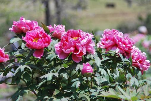 Photo, button, flower, plant, 
