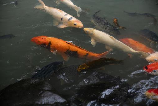 悠々と泳ぐ錦鯉 錦鯉,鯉,魚の写真素材