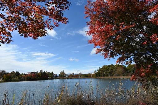 長野県の蓼科湖畔の紅葉と湖と青空の風景 長野県,蓼科湖,紅葉の写真素材