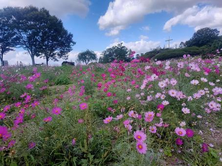 コスモス コスモス,愛知,自然の写真素材