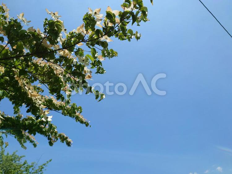 木から咲く白い花と青空 木,白色,花の写真素材