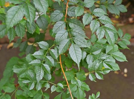 アメリカノウゼンカズラ アメリカノウゼンカズラ,亜米利加凌霄花,コノウゼンの写真素材