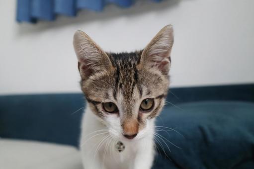 子猫L 子猫,ネコ,ねこの写真素材