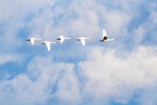 オオハクチョウ(21) 鳥,オオハクチョウ,ハクチョウの写真素材