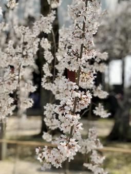 枝垂れ桜の花のアップ 枝垂れ桜の花のアップ 枝垂れ桜,桜,しだれ桜の写真素材