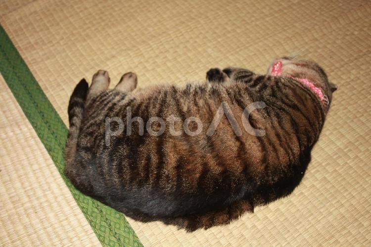 への字のチャコちゃん 猫,愛猫,家族の写真素材