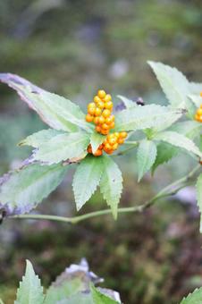 ピラカンサ ピラカンサ ピラカンサ,なんてん,丸の写真素材