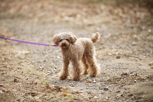 Pet strolling in the park, pet, toy poodle, chó lông dài và quăn, JPG